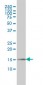 PIN1 Antibody (monoclonal) (M01)