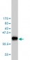 PIN1 Antibody (monoclonal) (M02)