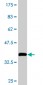 PITPNA Antibody (monoclonal) (M01)