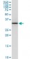 PITPNA Antibody (monoclonal) (M01)