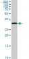 PITPNA Antibody (monoclonal) (M01)