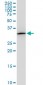 PITPNA Antibody (monoclonal) (M01)