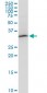 PITPNA Antibody (monoclonal) (M01)