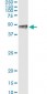 PITX1 Antibody (monoclonal) (M01)