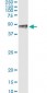 PITX1 Antibody (monoclonal) (M01)