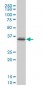 PITX1 Antibody (monoclonal) (M02)