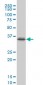 PITX1 Antibody (monoclonal) (M02)