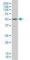 PKNOX1 Antibody (monoclonal) (M01)