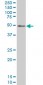 PKNOX1 Antibody (monoclonal) (M04)