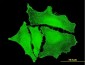 PKP4 Antibody (monoclonal) (M06)