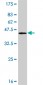 PKP4 Antibody (monoclonal) (M06)