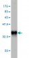 PLA2G12A Antibody (monoclonal) (M01)