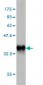 PLA2G12A Antibody (monoclonal) (M01)