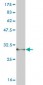 PLA2G1B Antibody (monoclonal) (M01)
