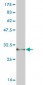 PLA2G1B Antibody (monoclonal) (M01)