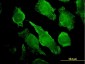 PLCG1 Antibody (monoclonal) (M01)