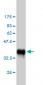 PLCG1 Antibody (monoclonal) (M01)