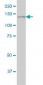 PLCG1 Antibody (monoclonal) (M01)