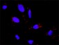 PLCG1 Antibody (monoclonal) (M01)