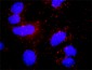 PLCG1 Antibody (monoclonal) (M01)