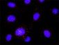 PLCG1 Antibody (monoclonal) (M01)