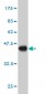 PLEK Antibody (monoclonal) (M01)