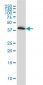 PLEK Antibody (monoclonal) (M01)