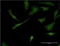 PLEK Antibody (monoclonal) (M03)