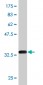 PLEK Antibody (monoclonal) (M03)