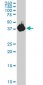 PLEK Antibody (monoclonal) (M03)