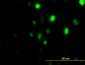 PLK1 Antibody (monoclonal) (M01)