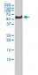 PLK1 Antibody (monoclonal) (M01)