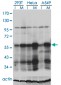 PLK1 Antibody (monoclonal) (M01)