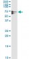 PLK1 Antibody (monoclonal) (M01)