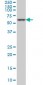 PLK1 Antibody (monoclonal) (M04)