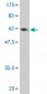 PLSCR3 Antibody (monoclonal) (M02)