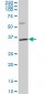 PLSCR3 Antibody (monoclonal) (M02)