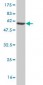 PLSCR3 Antibody (monoclonal) (M09)