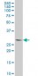 PLSCR3 Antibody (monoclonal) (M09)