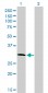 PLSCR3 Antibody (monoclonal) (M09)