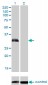 PLSCR3 Antibody (monoclonal) (M09)