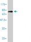 PLTP Antibody (monoclonal) (M01)