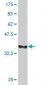 PLXDC1 Antibody (monoclonal) (M01)