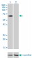 PLXDC1 Antibody (monoclonal) (M01)