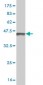 PML Antibody (monoclonal) (M02)