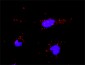 PML Antibody (monoclonal) (M02)