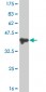 PMS1 Antibody (monoclonal) (M01)