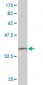 PNN Antibody (monoclonal) (M01)