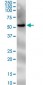 PNPLA2 Antibody (monoclonal) (M01)