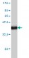 POLA Antibody (monoclonal) (M01)
